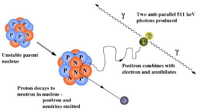 A positron emitted by the tracer atom annihilates with an electron in the tissue.